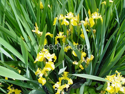 iris, yellowflag